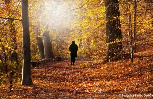 Herbstwald-